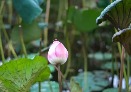 Lotus Tea – Trà Sen