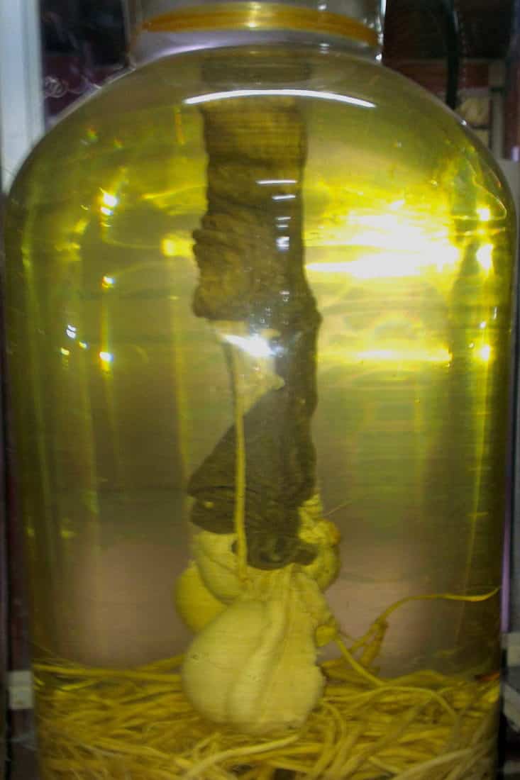 A bull penis in a large glass jar of rice wine