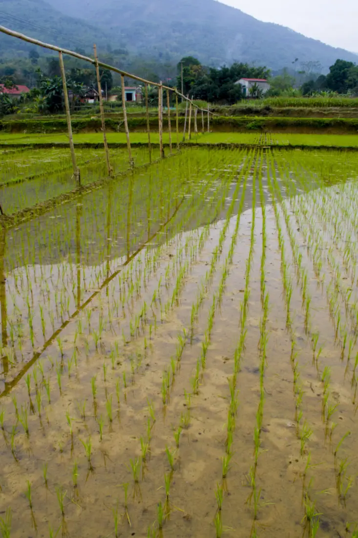 Bamboo aquaduct from a water wheel feeding a rice field in north vietnam