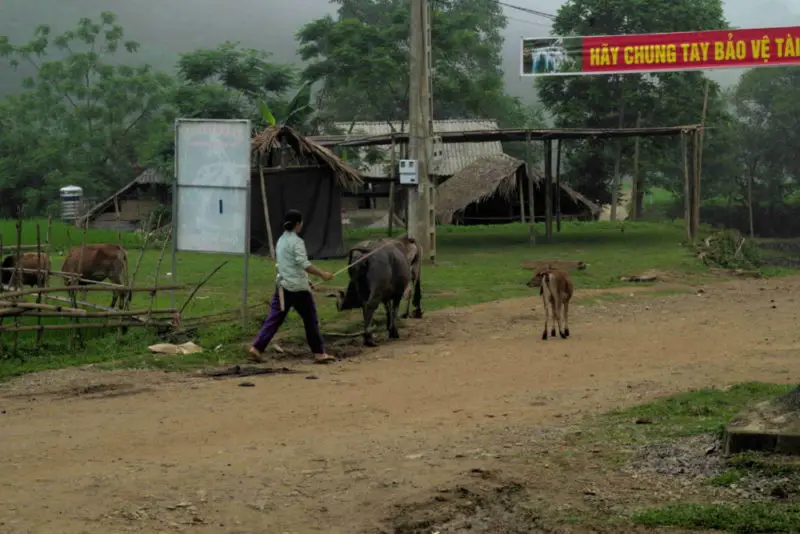 A Muong lady walking her cattle down a dirt road of a small village