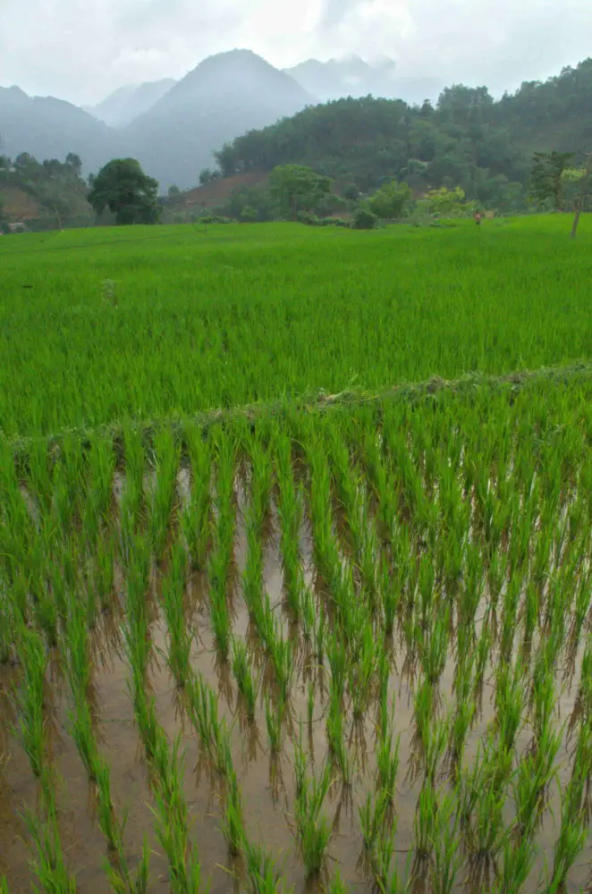 A lush green rice paddy full of water with mountains in the background