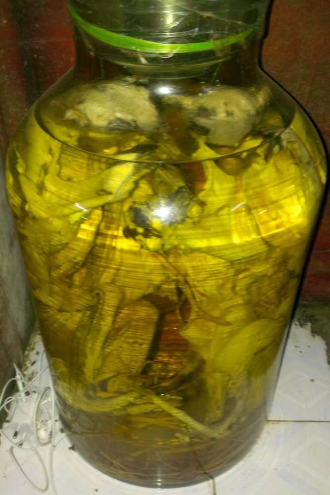 2 bats in a large glass jar of rice wine