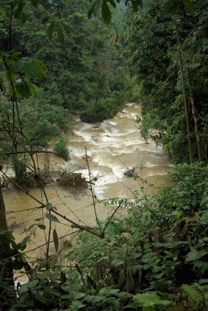 Downstream rapids through trees