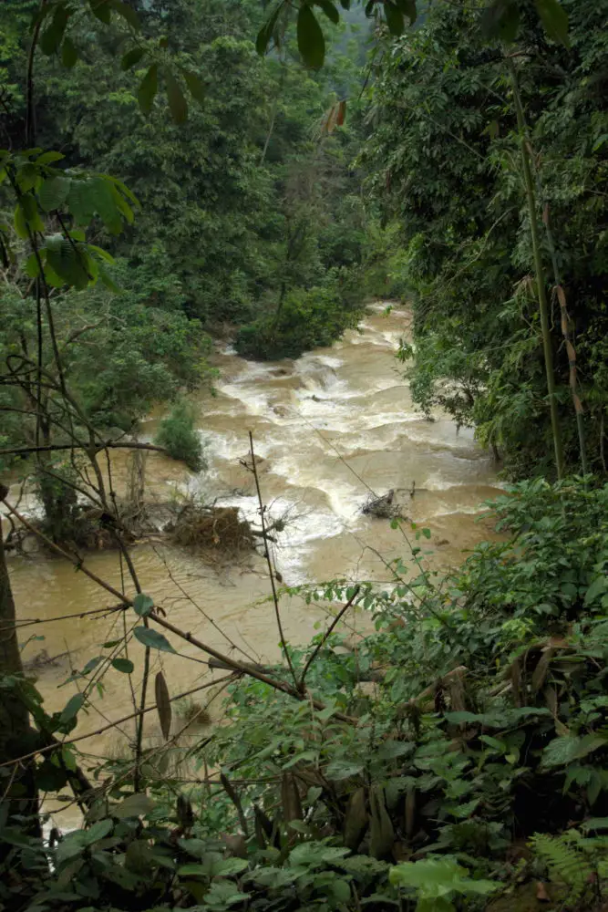 Downstream rapids through trees