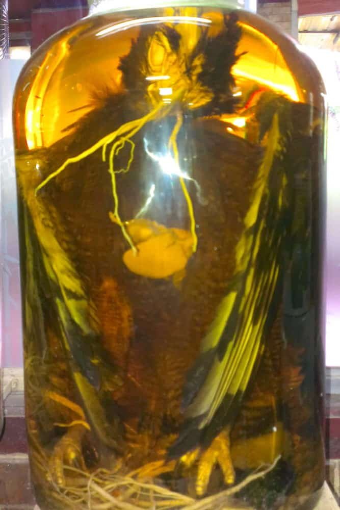 An eagle in a large glass jar of rice wine