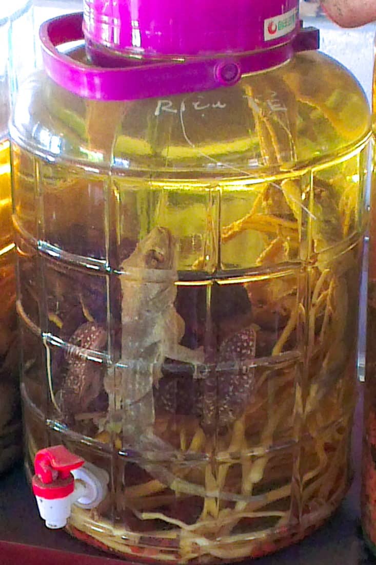 lizards in a large glass jar of rice wine