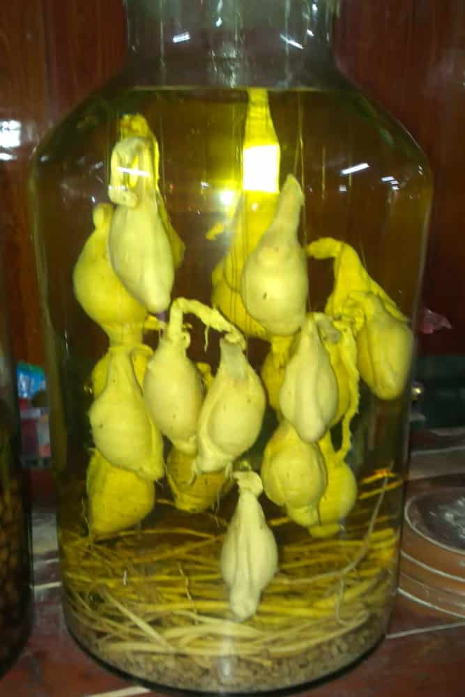 Goat penises in a large glass jar of rice wine