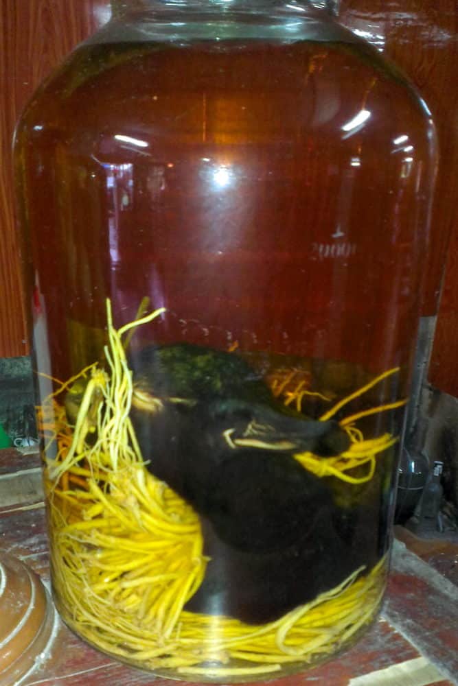 A lamb in a large glass jar of rice wine