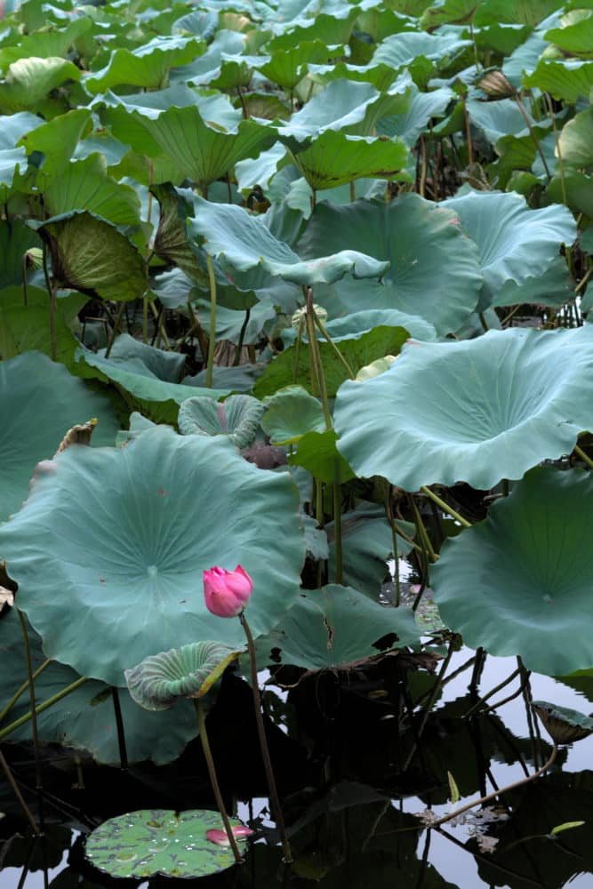 One large pink lotus flower surrounded by leaves above the water