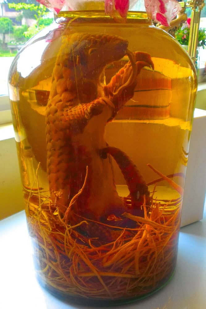 A pangolin standing  in a large glass jar of rice wine