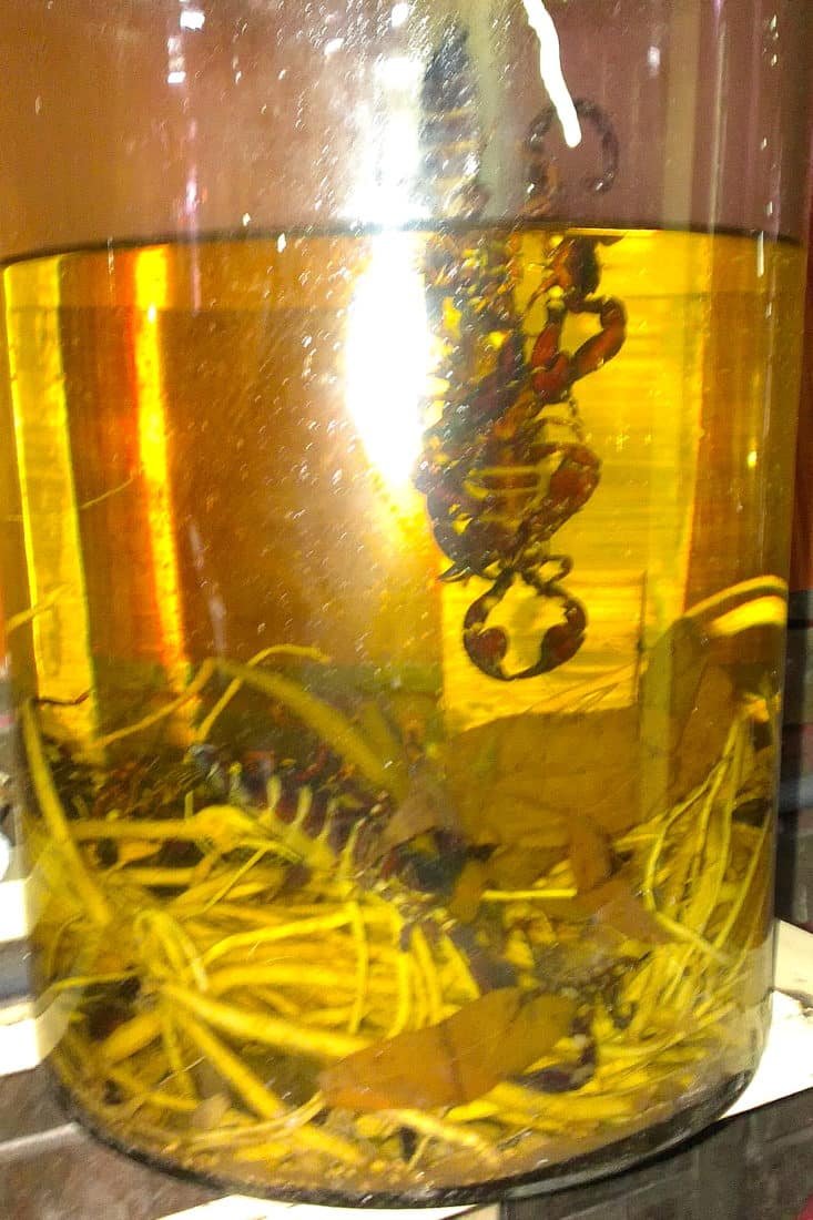 Scorpions in a large glass jar of rice wine