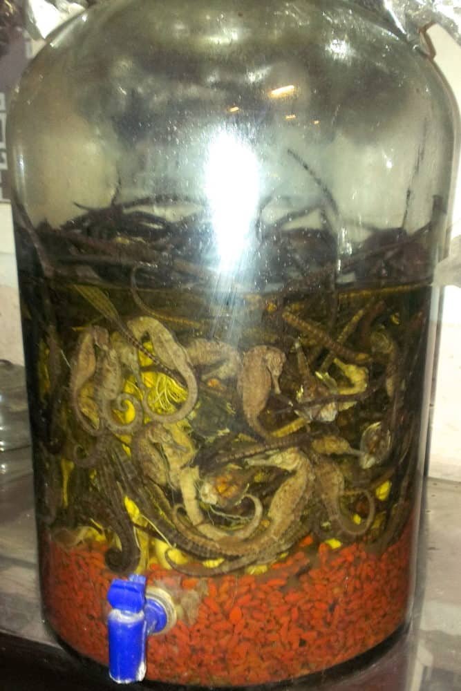 Sea horses in a glass jar of rice wine