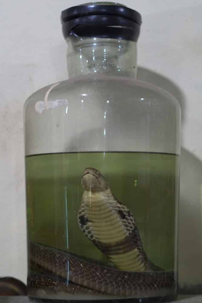 A cobra snake in a large glass jar of rice wine