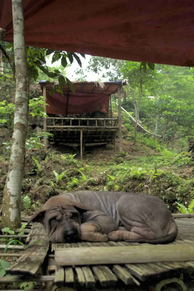 A shar Pei dog laying on a wooden deck in the jungle