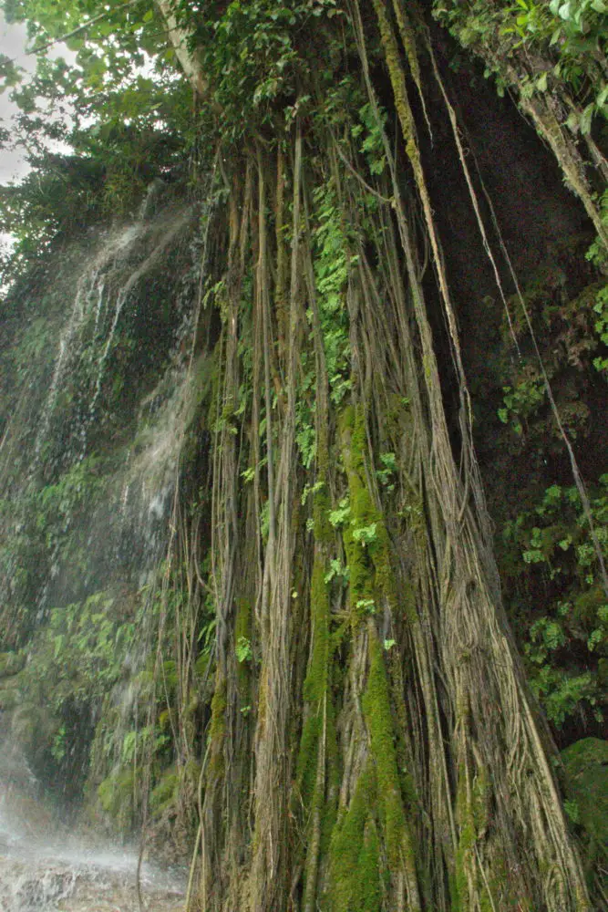 long thin vines hanging down from a limestone waterfall