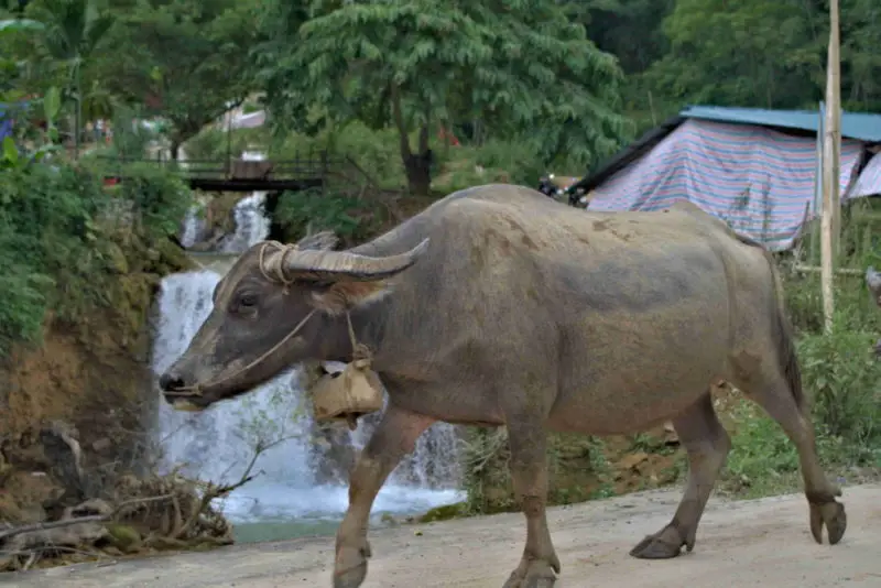 A buffalo walking past a waterfall in north Viet Nam
