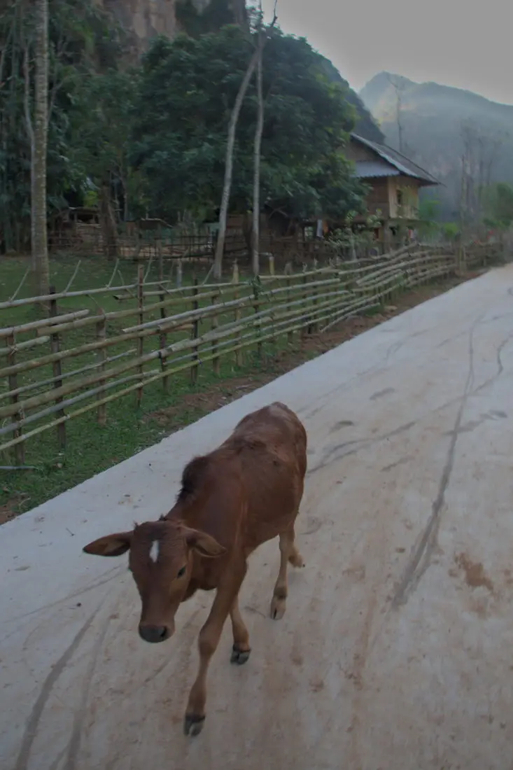 Livestock idly wandering by A cow calf on a cement road in Mai Hich, Mai Chau, Vietnam