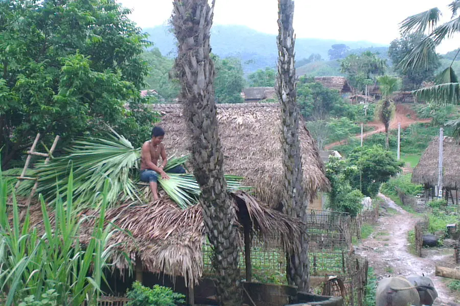 Roof thatching with palm leaves
