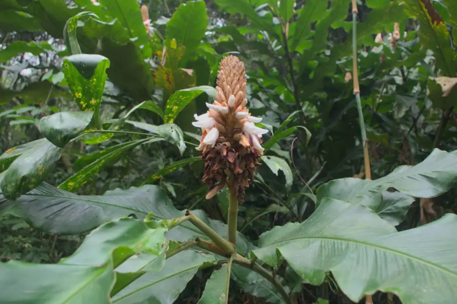 Cuc Phuong jungle flower Jungle flower on the side of the road at Cuc Phuong National Park, Vietnam
