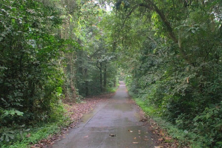 A concrete trail through the jungle of Cuc Phung national park