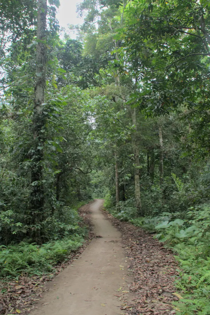 A small jungle path leading deeper into Xuan Son National Park