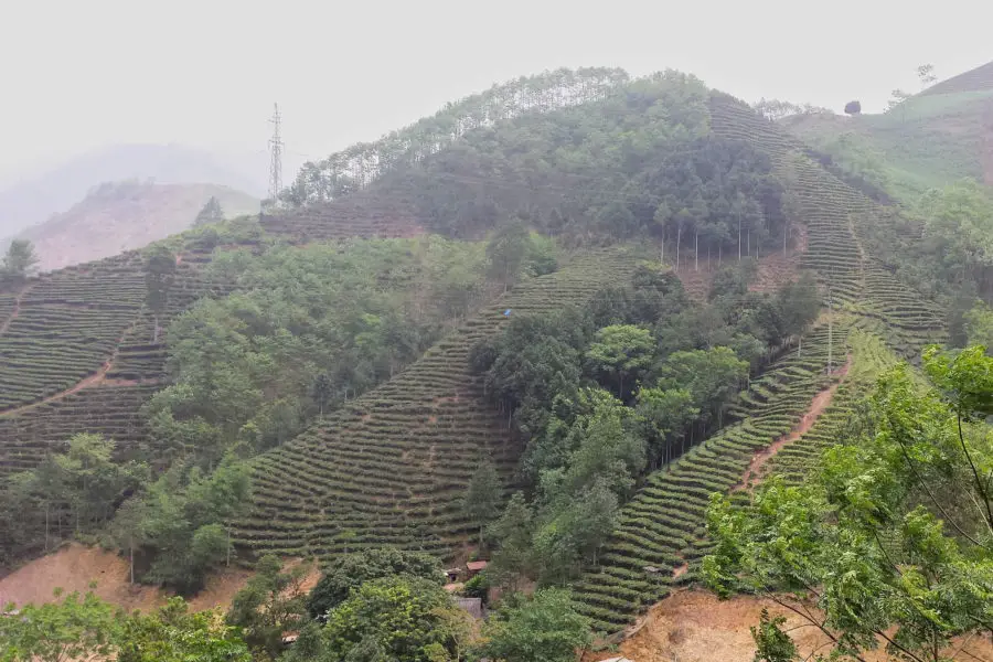 Tea plantation near Xuan Son