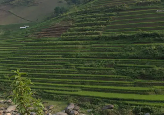 Mù Cang Chải – Land of Rice Terraces