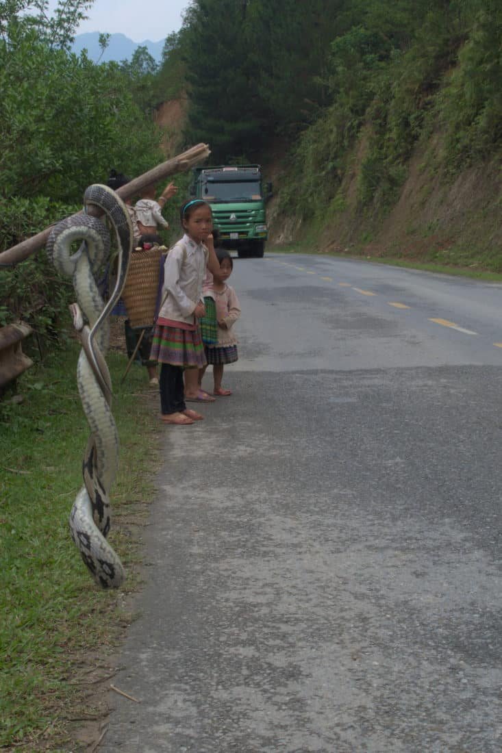 Snake for sale on the side of the road of Khau Pha Pass