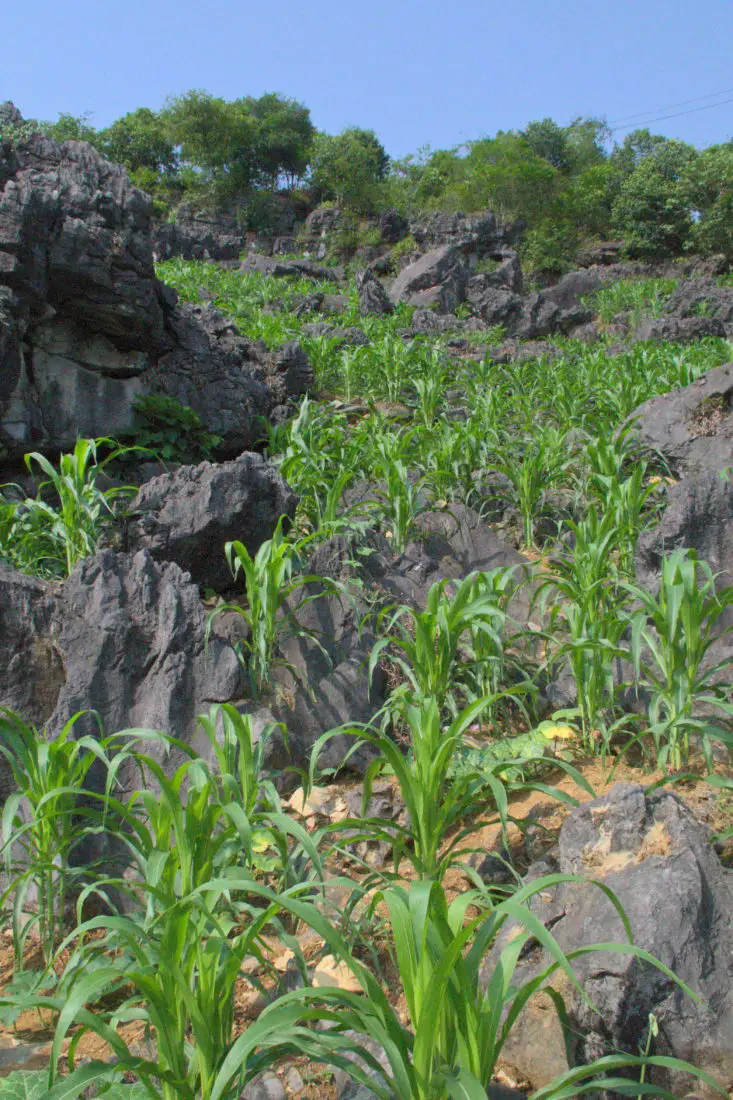 Corn farming seen on a motorbike tour in Hagiang vietnam