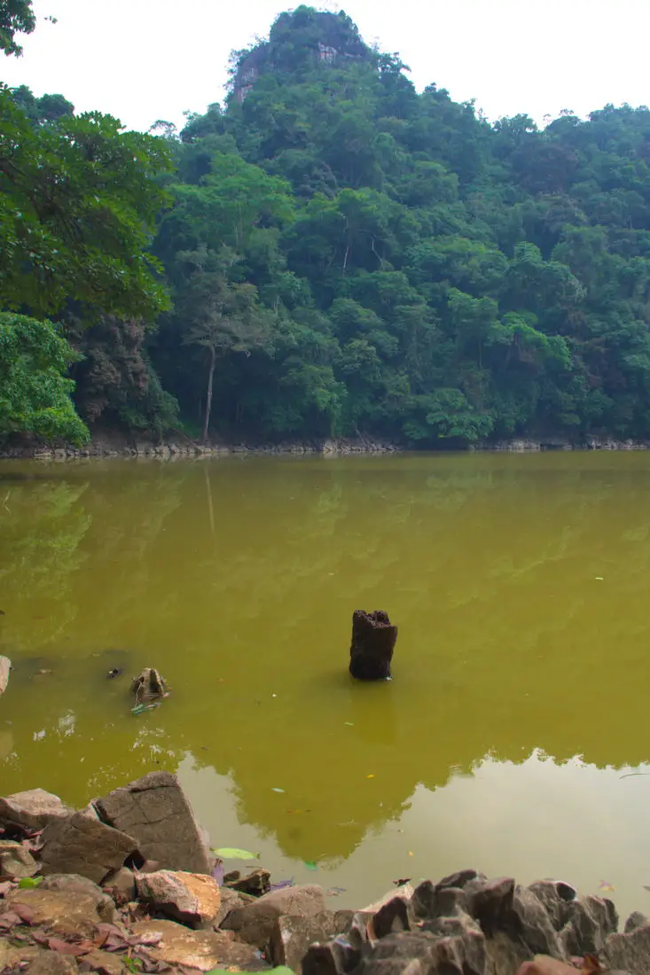A tree stump sitting in the yellow coloured Fairy Ponds of Ba Be Lake