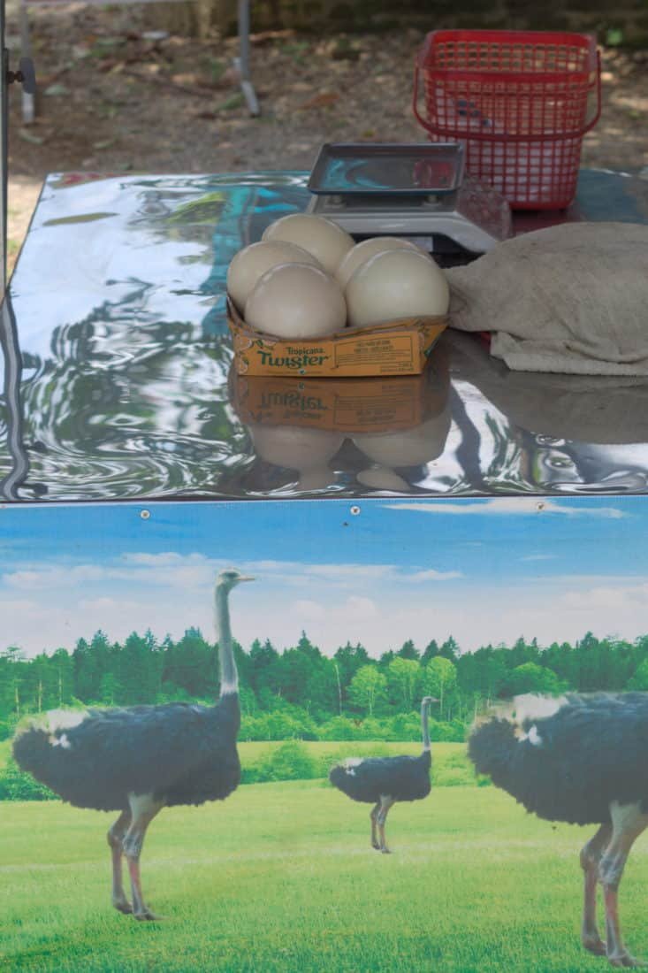 Big ostrich eggs in a basket on a metal table