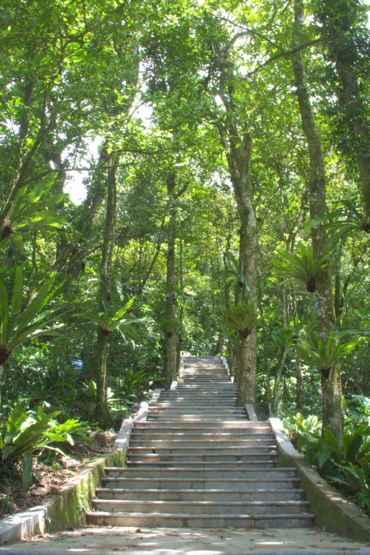 A steep stone staircase in the forest surrounded by trees and crowsnest plants