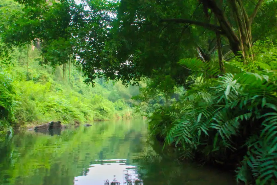 Leafy green waterway on a boat tour of Tang An, Northern Vietnam