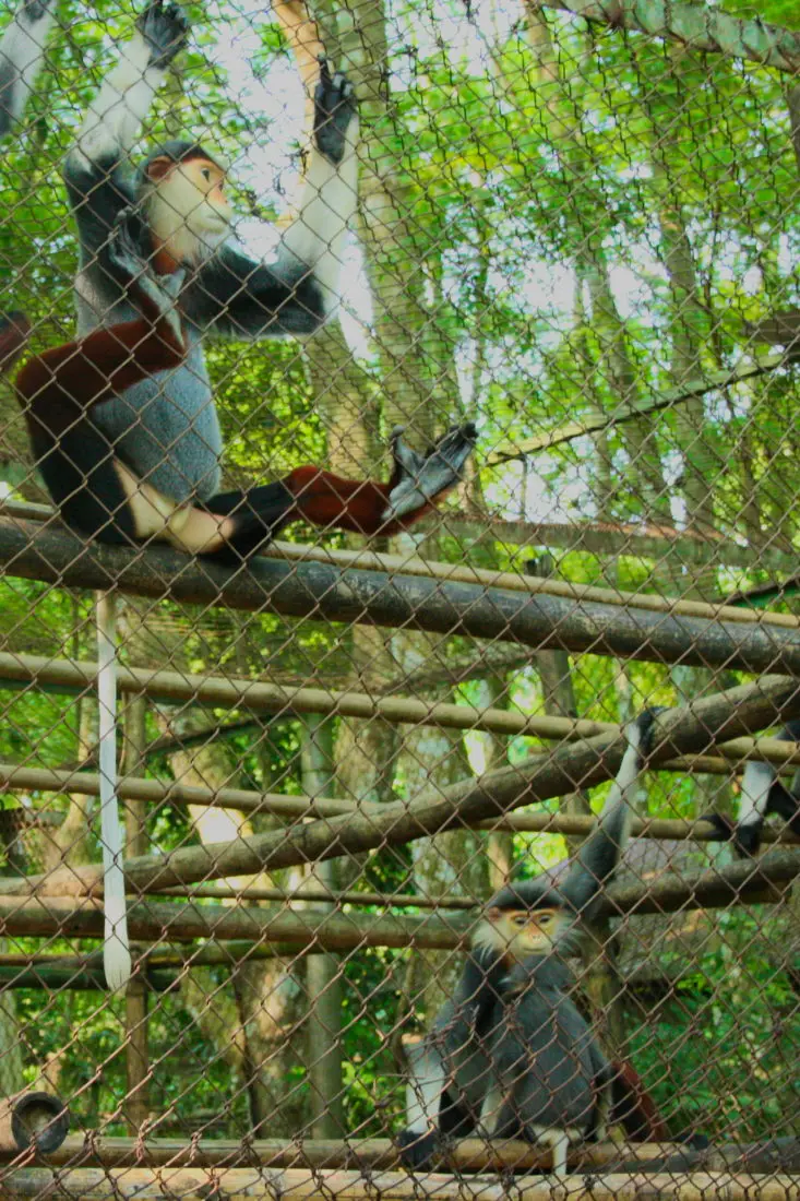 Monkeys at the Primate rescue center Monkeys at the Primate rescue center in Cuc Phuong National Park