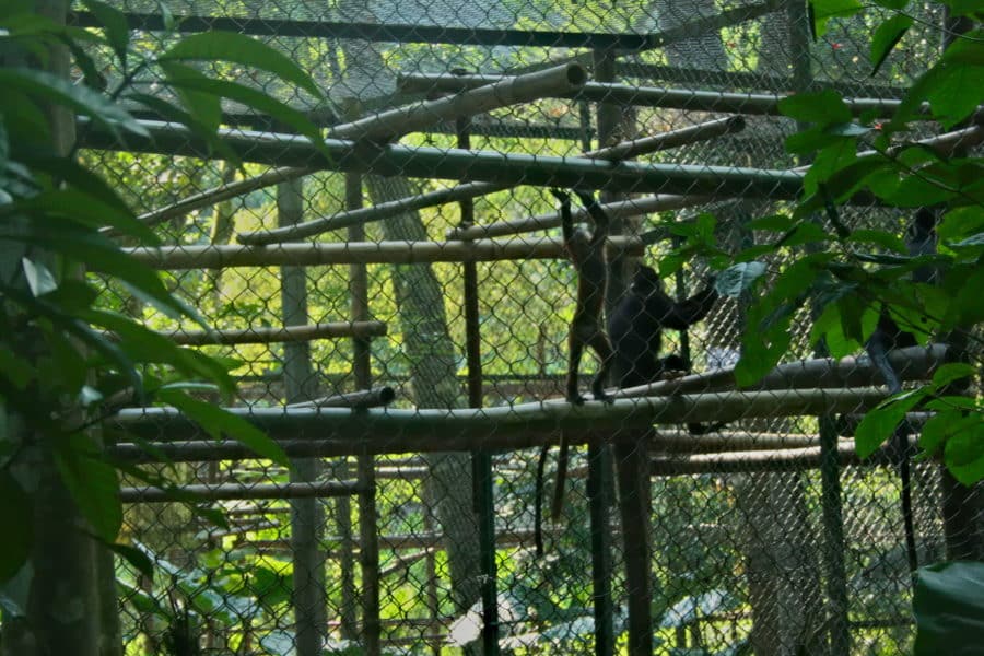 Primate enclosure at Cuc Phuong National Park