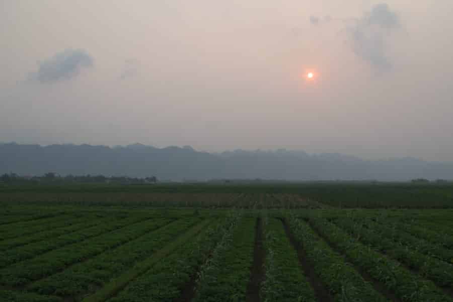 Corn farming at the edge of Cuc Phuong National Park