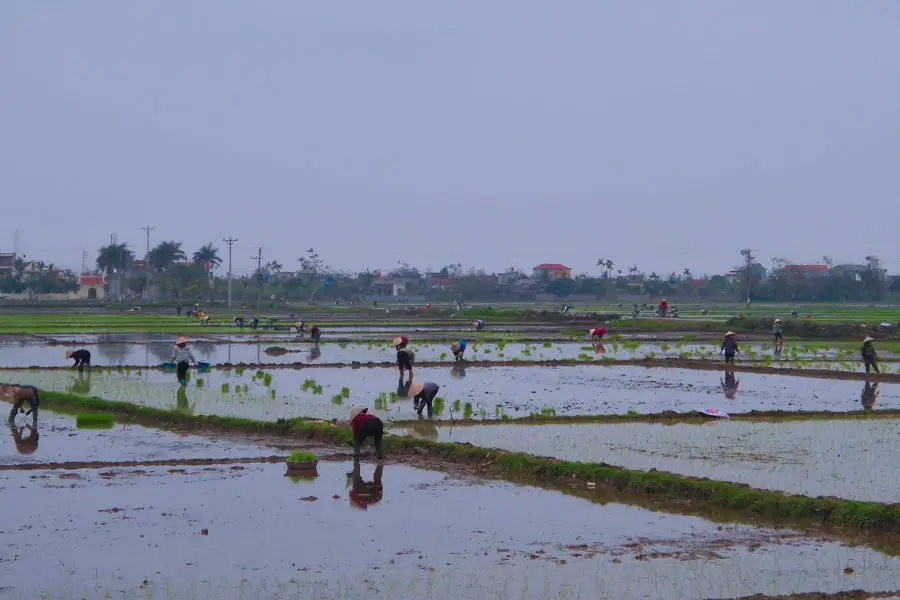 Workers planting rice near Haiphong as we passed by on a motorbike tour