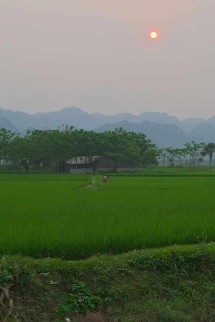 A rice farm with Cuc Phuong in the distance at sunset A rice farm with Cuc Phuong National Park in the distance at sunset