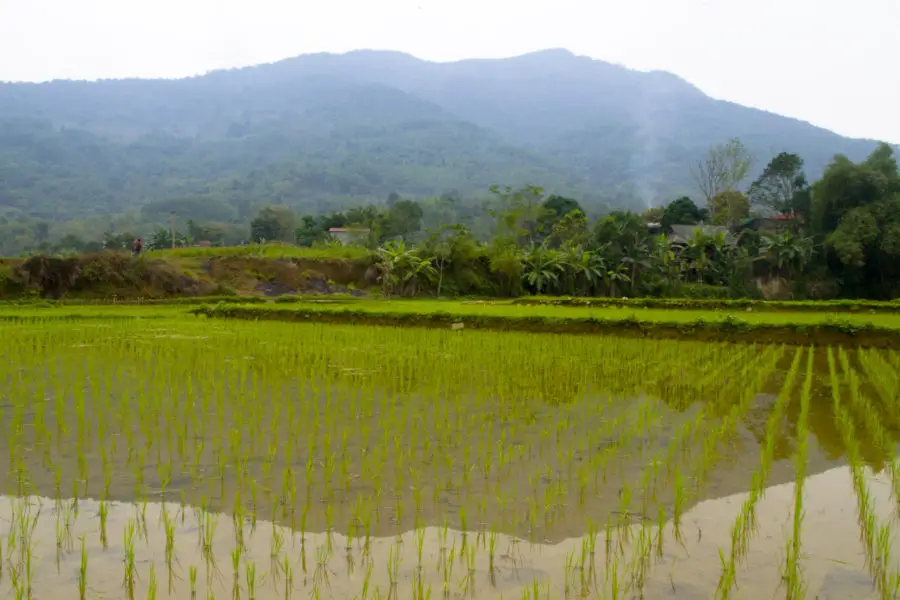 A rice paddy that is fed by a water wheel in Vietnam