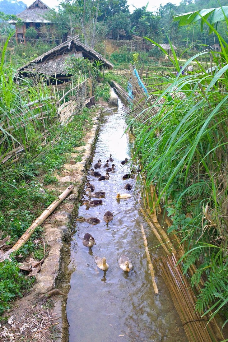 ducks swiming in an irrigation canal in Vietnam
