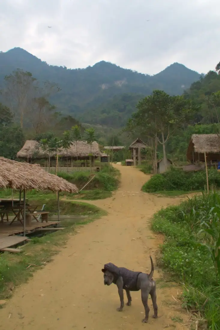 A dirt path with a dog and huts at Ban Hieu Village