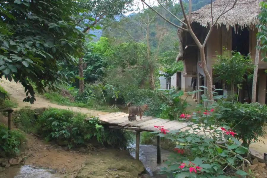 Dogs on a wooden bridge in a jungle village in Vietnam