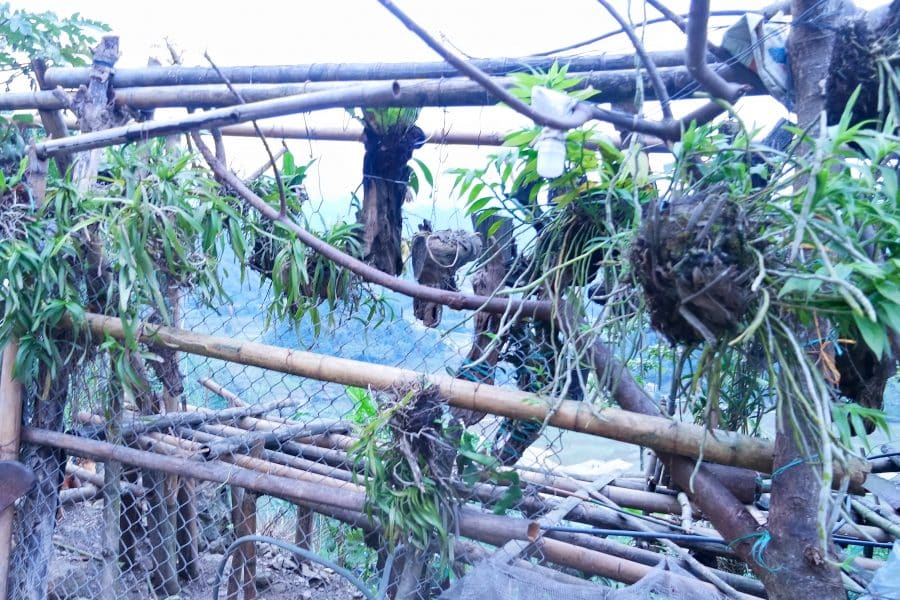 wild orchids for sale in Vietnam