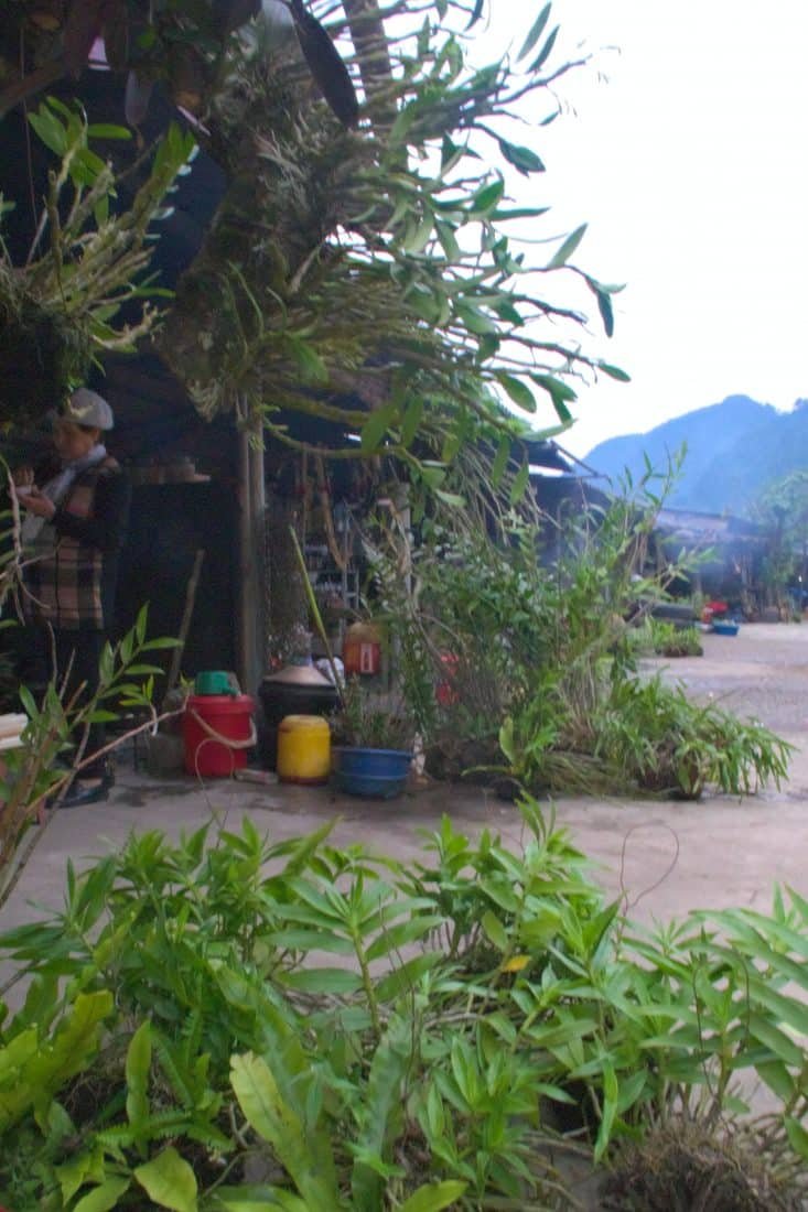 orchids and other plants for sale at a Vietnamese mountain pass