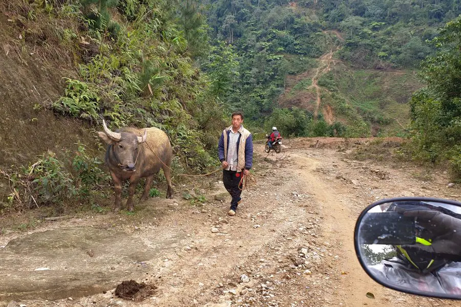 A Vietnamese man walking a buffalo on a motorbike track