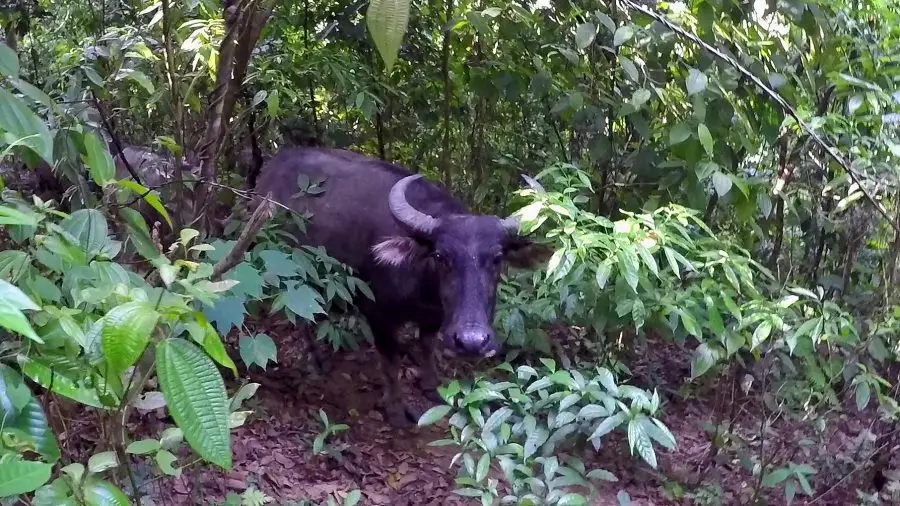 A buffalo in the jungle of northern Vietnam