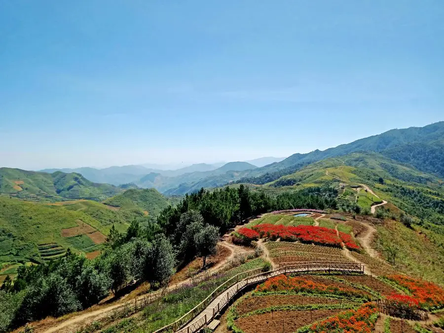 A flower garden at the top of Pha Din Pass in Vietnam