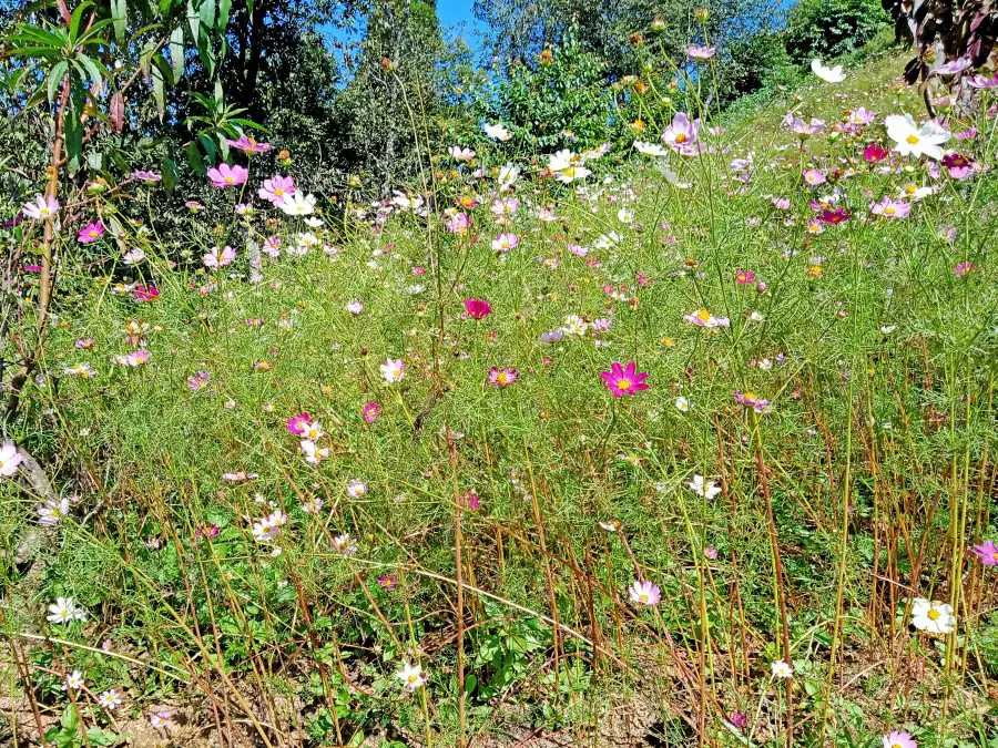 Pink flowers on a mountain in Vietnam
