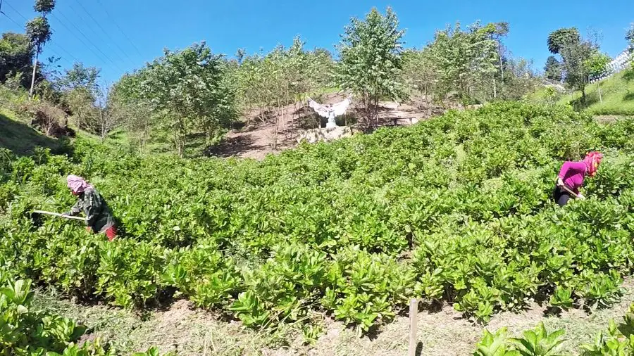 Two Vietnamese women tending to a flower garden on a mountain